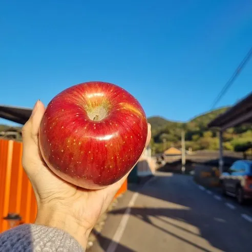 의성 꿀 사과 3kg 5kg 부사 선물용 가정용 경북 옥산 산지직송 빛고운농원