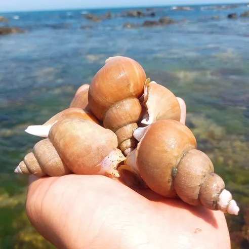 산지직송 동해안 백골뱅이 자연산 백고동 생물 골뱅이탕 1kg, (생물) 백고동 대..., 1개