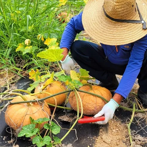 국산 손질 늙은호박 500g-2kg 학산농장직송