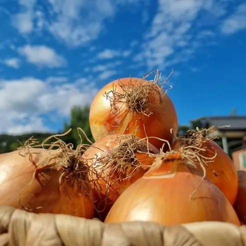 산지직송 국내산 무안 햇양파 3kg 5kg 10kg, 3kg 대, 1개